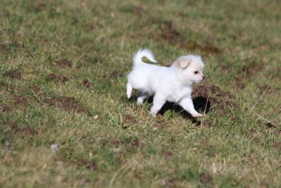Les chiots de Chihuahua