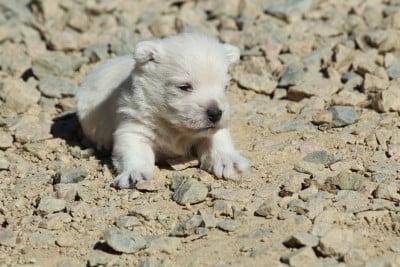 Les chiots de West Highland White Terrier