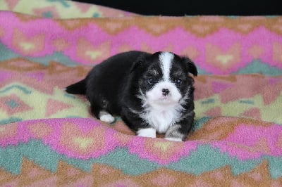 Les chiots de Chihuahua