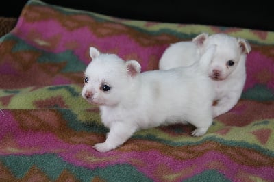 Les chiots de Chihuahua