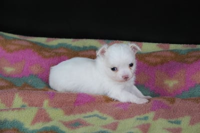 Les chiots de Chihuahua