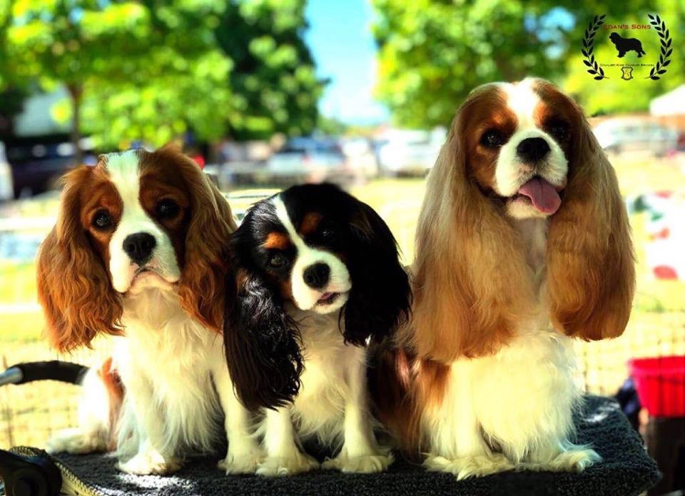 CH. Ch milcham margarita at Edan´s Sons - EXC. 1º - CCJ & BOB JUNIOR BITCH