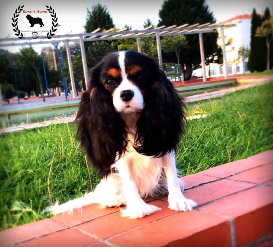 CH. Ch milcham margarita at Edan´s Sons - EXC.3º X2 EXC. 4º