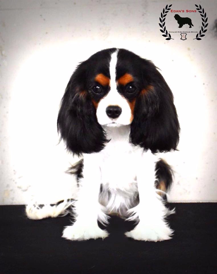 CH. Ch milcham margarita at Edan´s Sons - VG 1º BOB PUPPY X2 RESERVE BIS PUPPY