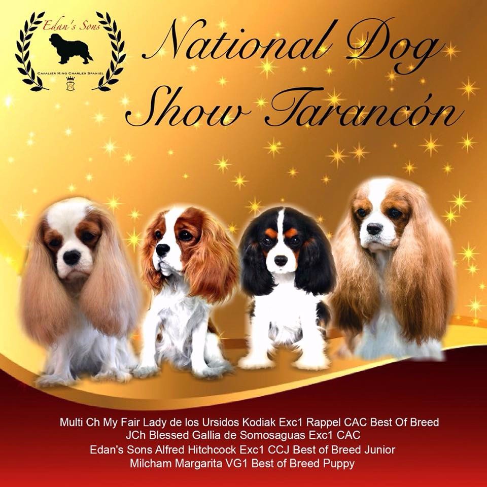 CH. Ch milcham margarita at Edan´s Sons - VG 1º BOB PUPPY