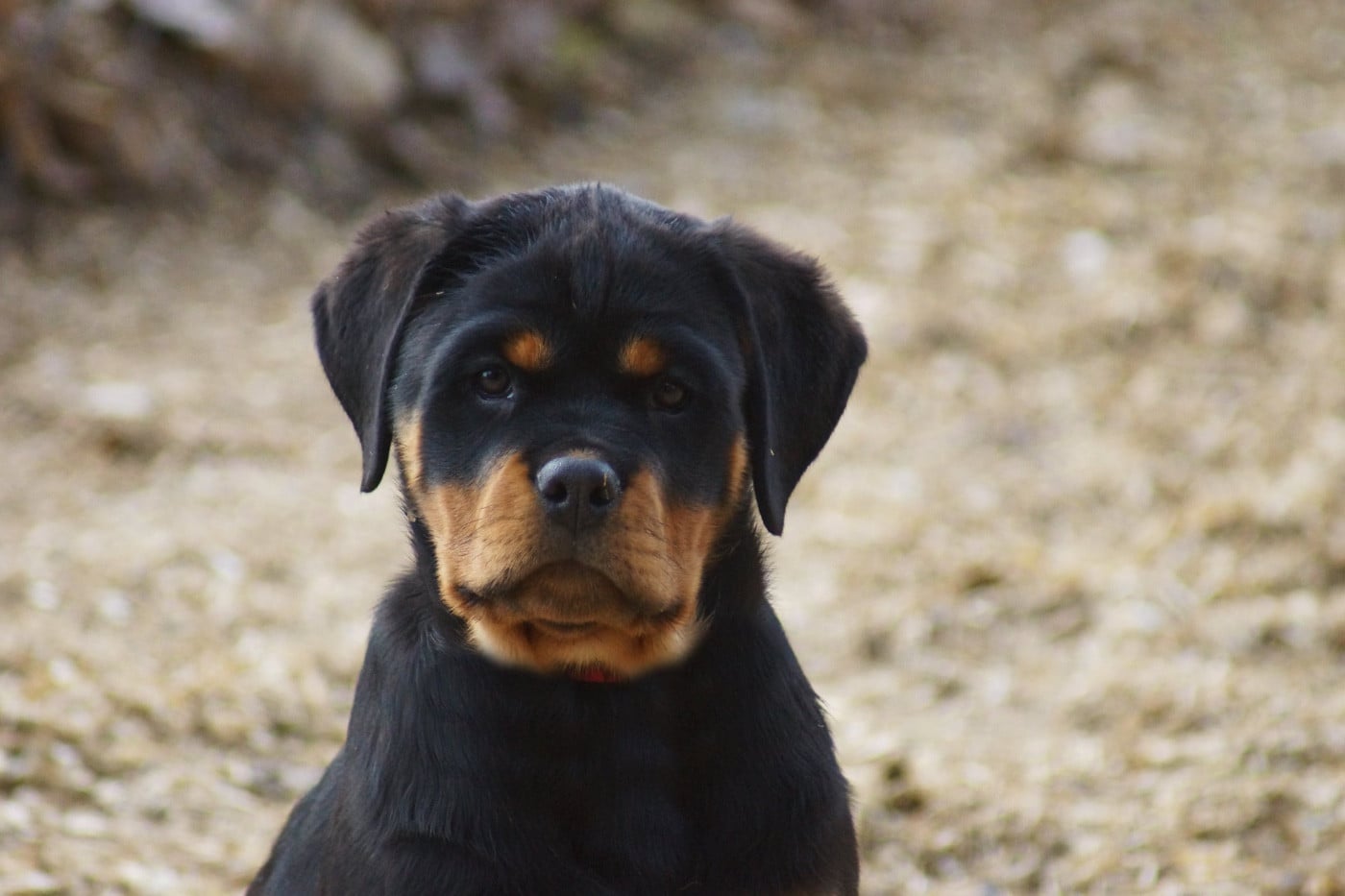 SHEITAN IMPERIUM ANNA - Rottweiler