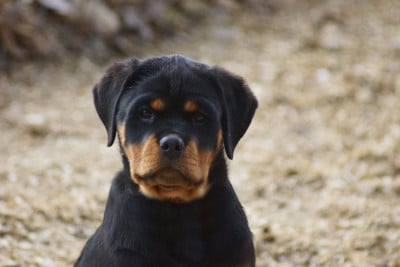 Les chiots de Rottweiler