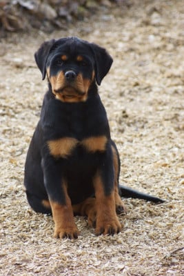 Les chiots de Rottweiler