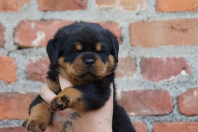Les chiots de Rottweiler