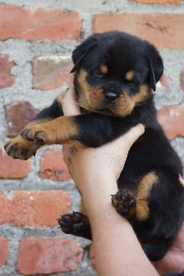 Les chiots de Rottweiler