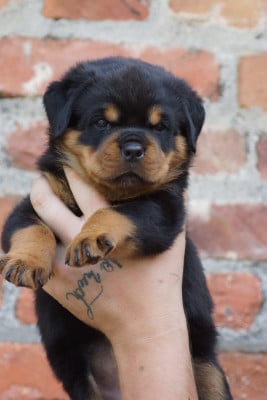 Les chiots de Rottweiler
