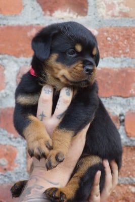 Les chiots de Rottweiler