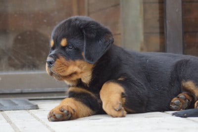 Les chiots de Rottweiler