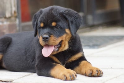 Les chiots de Rottweiler
