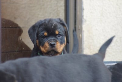 Les chiots de Rottweiler