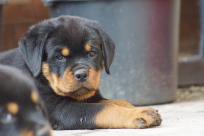 Les chiots de Rottweiler