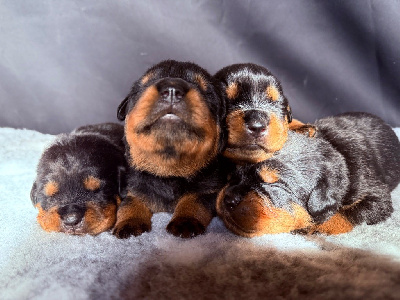 Les chiots de Rottweiler