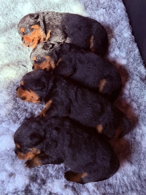 Les chiots de Rottweiler