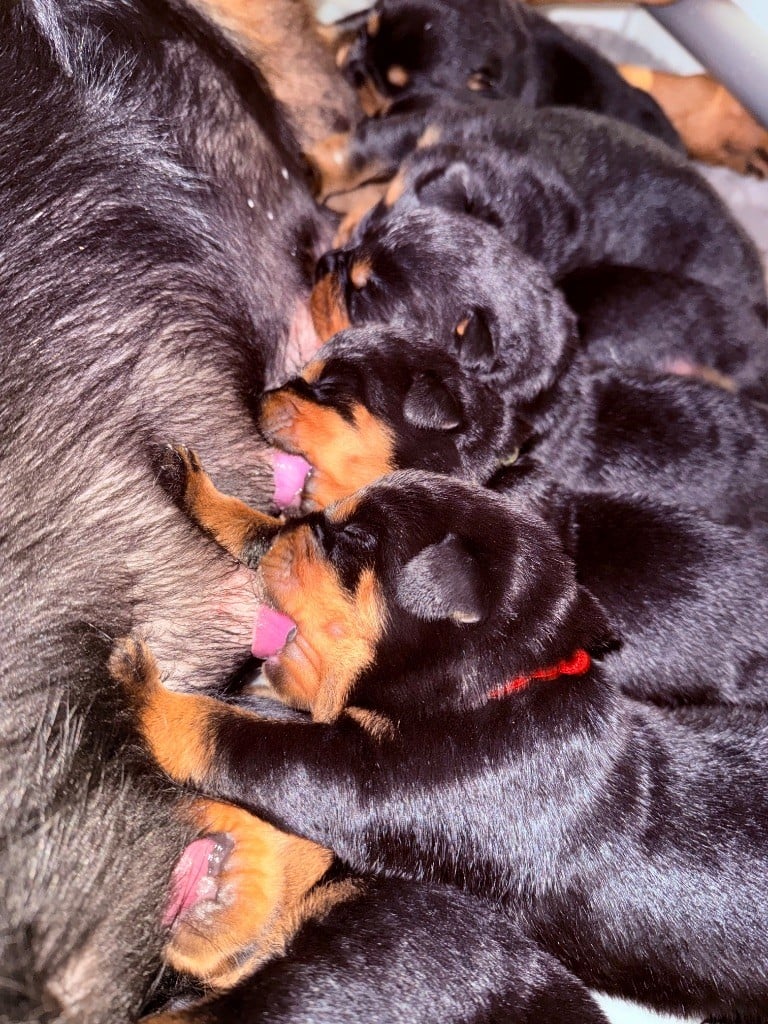 Rottweiler - Sheitan Imperium