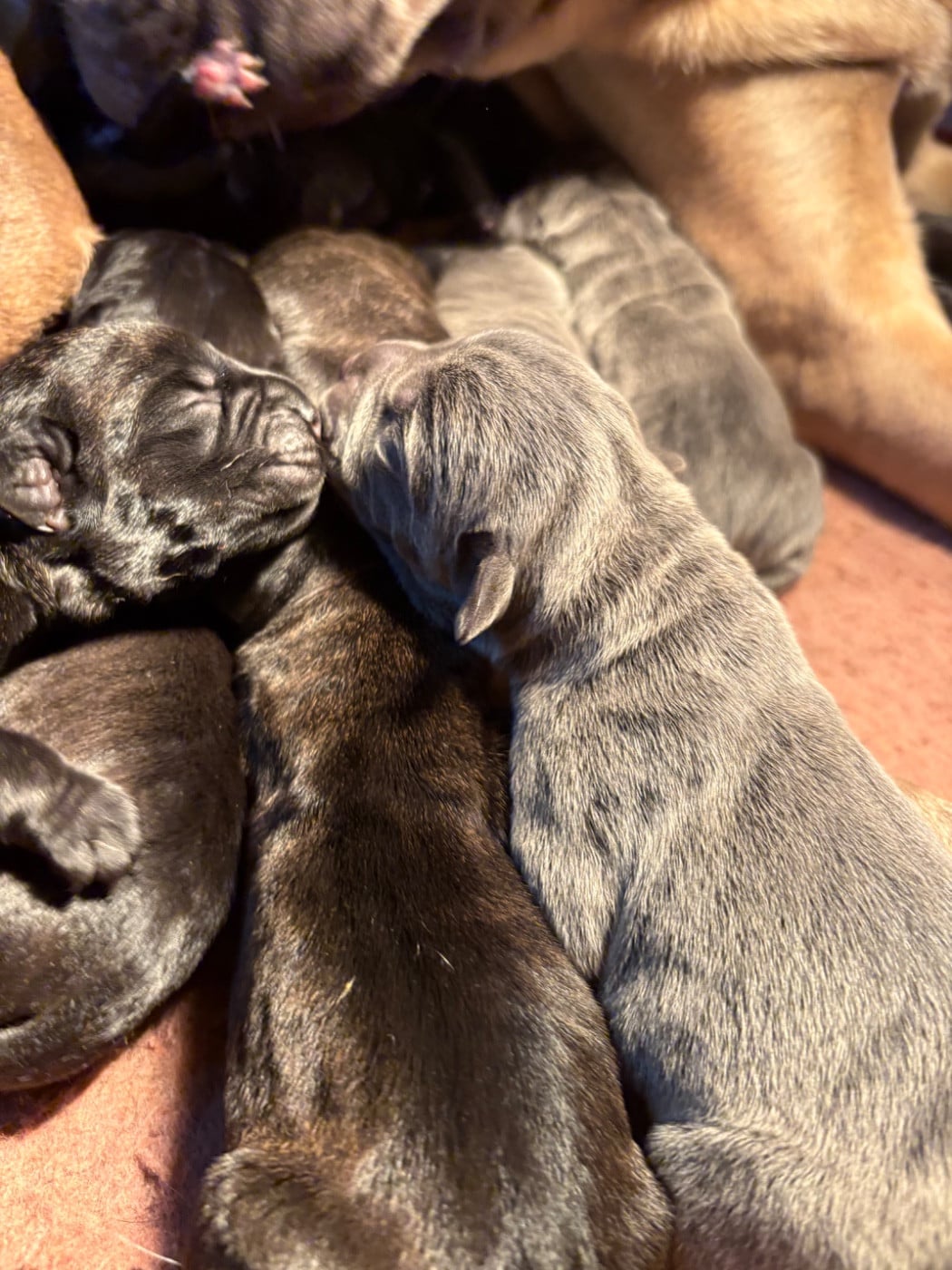 CHIOT 8 - Cane Corso