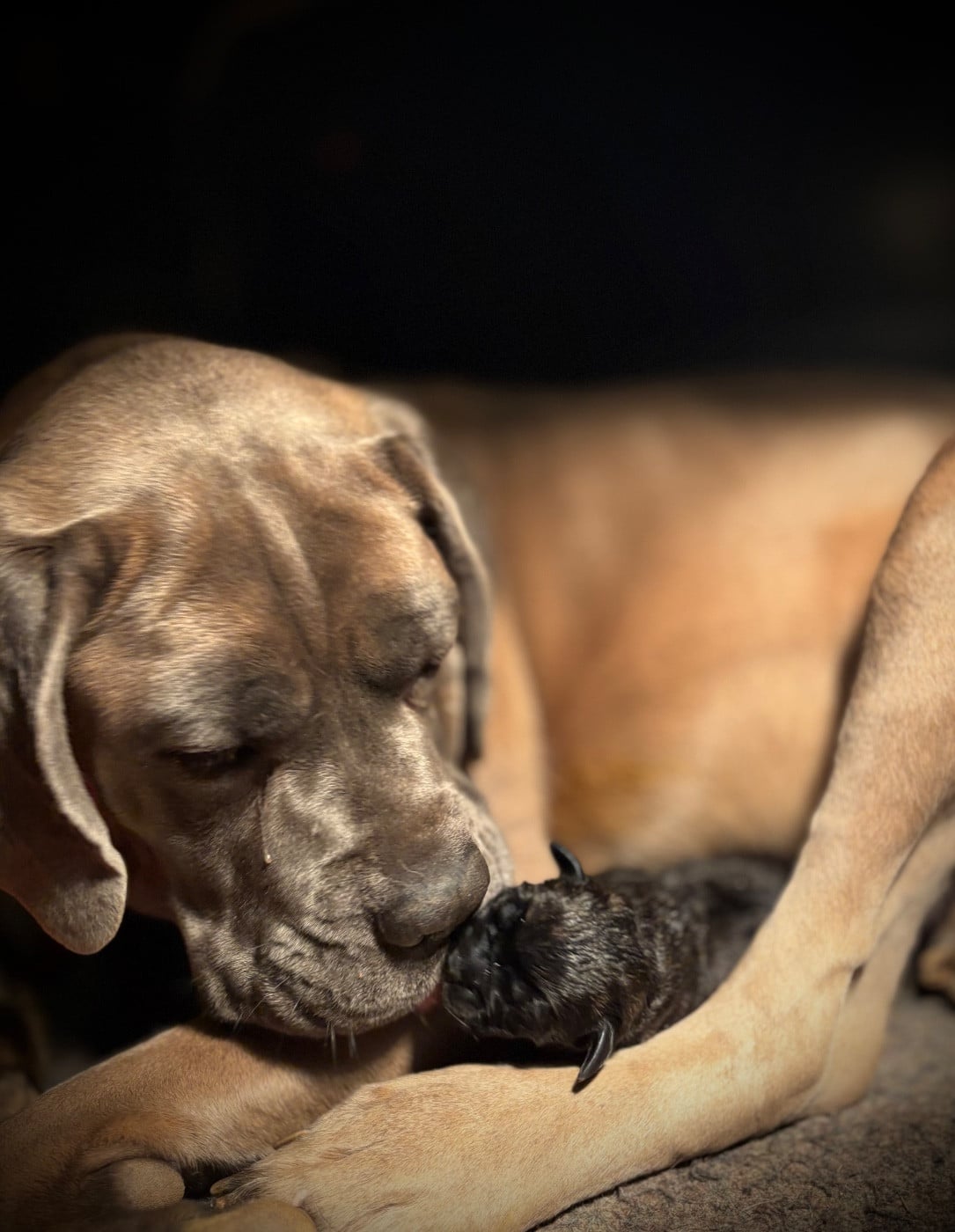 Cane Corso - Du Mas Des Origines