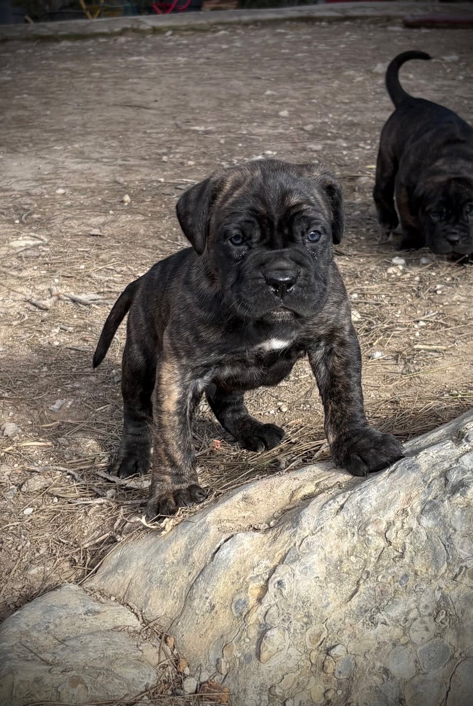 CHIOT 8 - Cane Corso