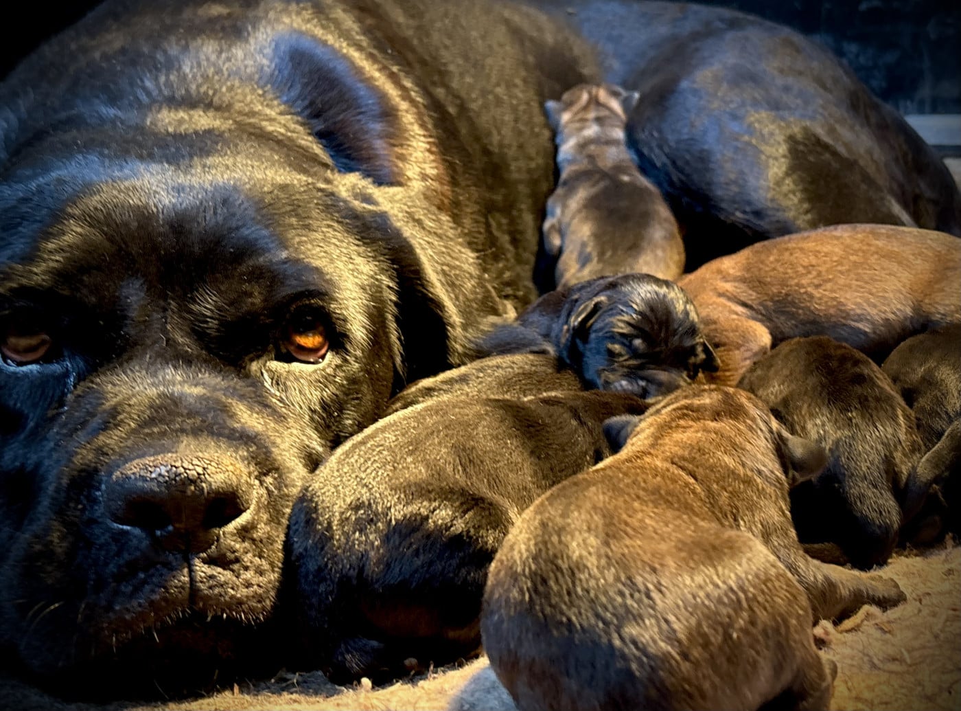 Cane Corso - Du Mas Des Origines