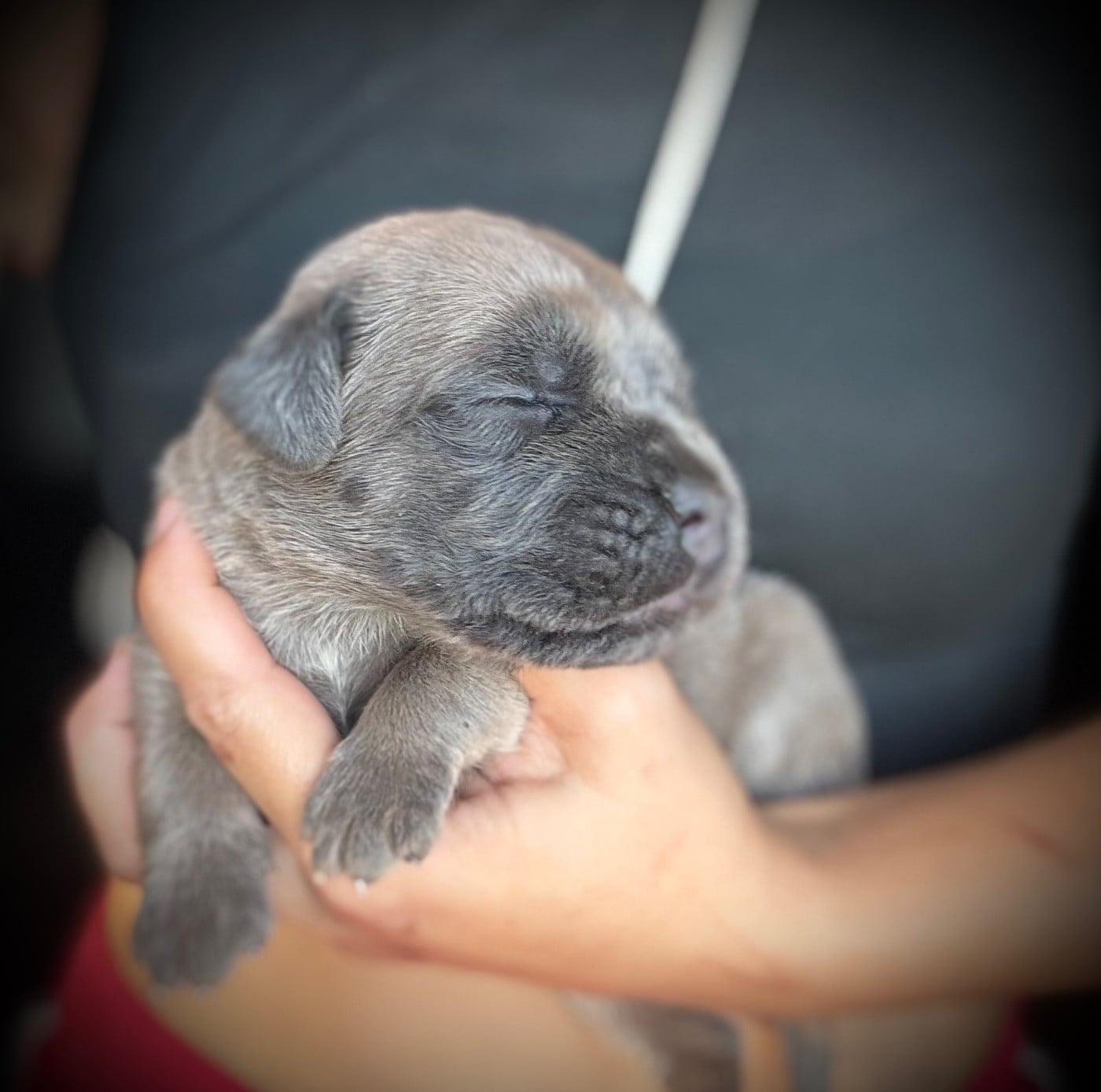 Cane Corso - Du Mas Des Origines