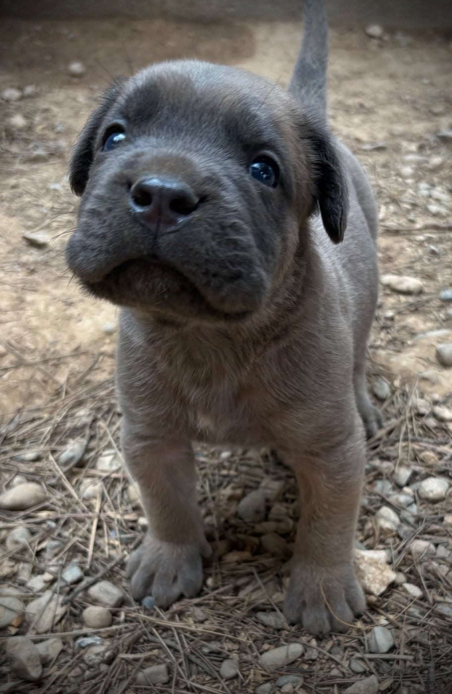 Cane Corso - Du Mas Des Origines