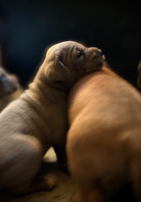Les chiots de Cane Corso