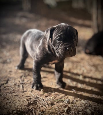 Les chiots de Cane Corso