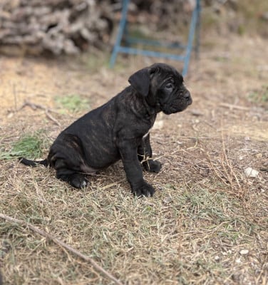 Les chiots de Cane Corso