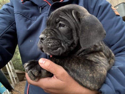 Les chiots de Cane Corso
