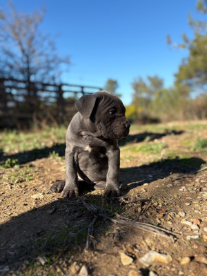 Les chiots de Cane Corso