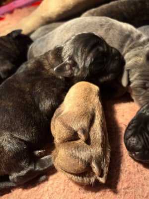 Les chiots de Cane Corso