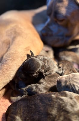 Les chiots de Cane Corso