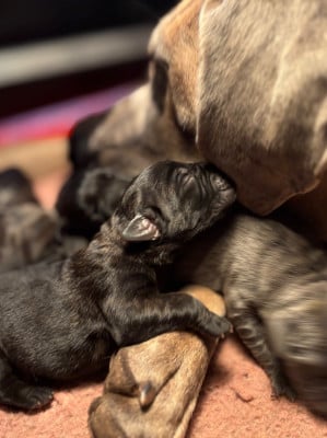 Les chiots de Cane Corso