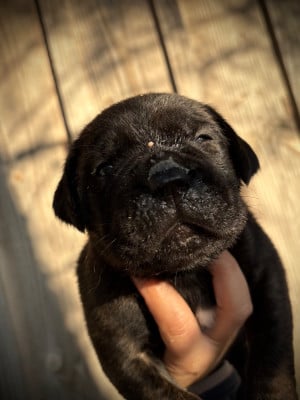 Les chiots de Cane Corso