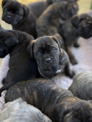 Les chiots de Cane Corso