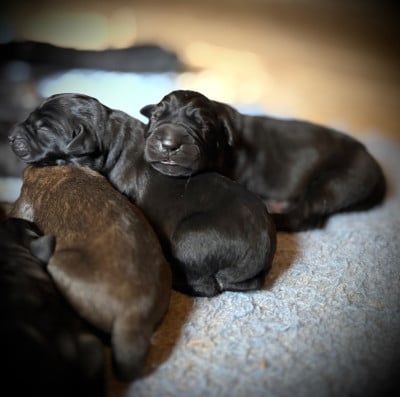 Les chiots de Cane Corso