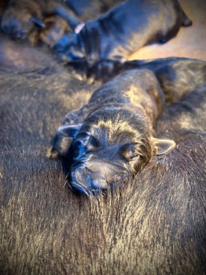 Les chiots de Cane Corso