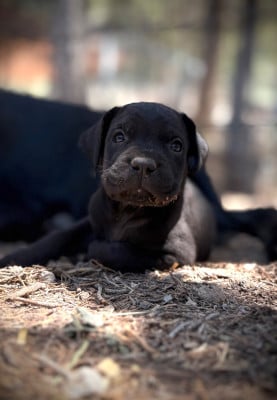 Les chiots de Cane Corso