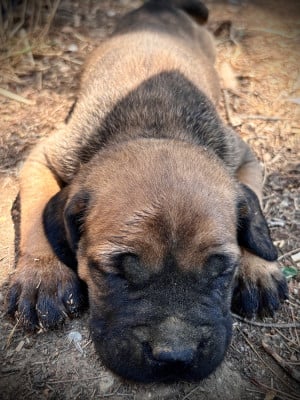 Les chiots de Cane Corso