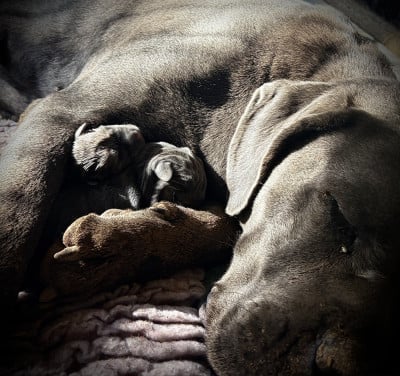 Les chiots de Cane Corso