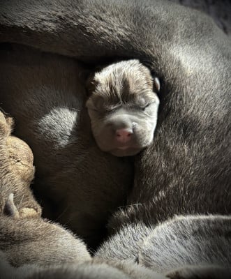 Les chiots de Cane Corso