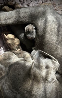 Les chiots de Cane Corso