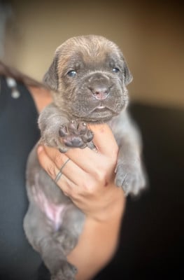 Les chiots de Cane Corso