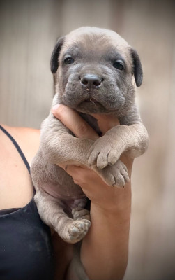 Les chiots de Cane Corso