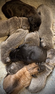 Les chiots de Cane Corso