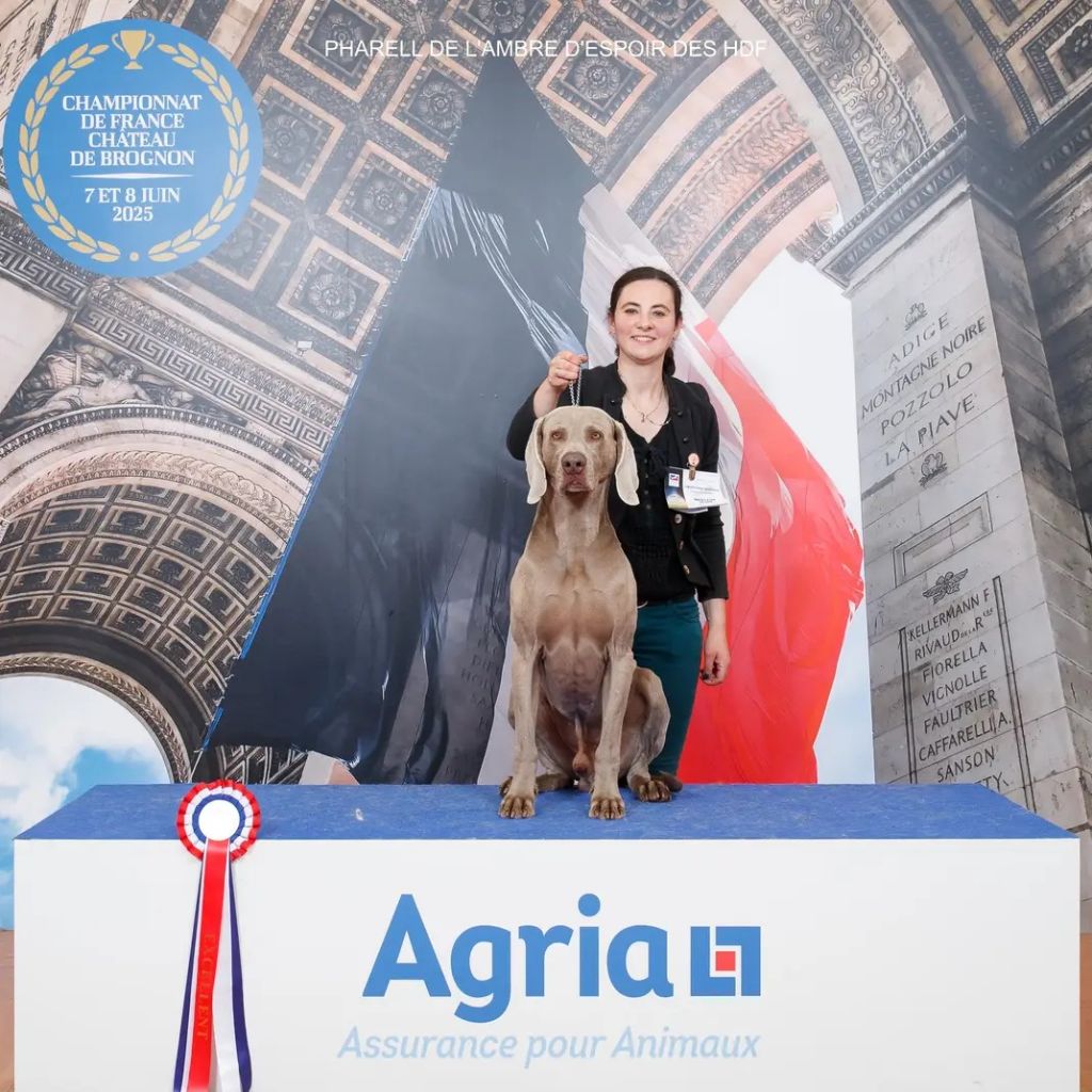 CH. Pharell De L'Ambre d'Espoir Des Hdf